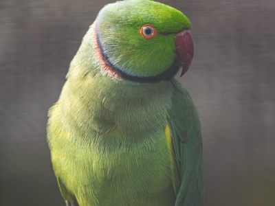 Omar